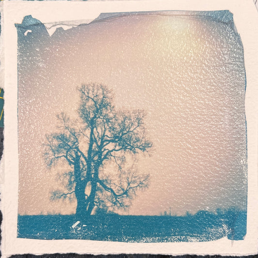 TREE - EMULSION LIFT PRINT